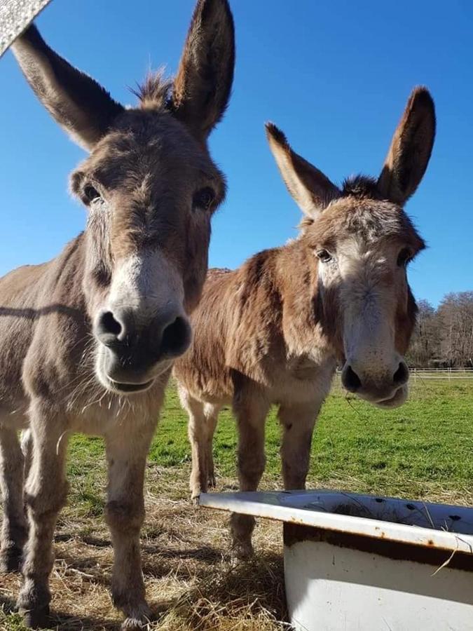 La Wigwam Bleu Du Domaine Du Pas De L'Ane Hotell Mios Eksteriør bilde